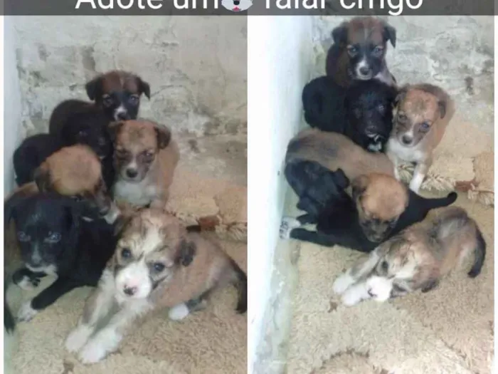 Cachorro raça Poodles idade Abaixo de 2 meses nome Cachorrinhos