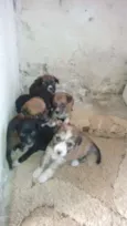 Cachorrinhos