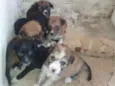Cachorrinhos