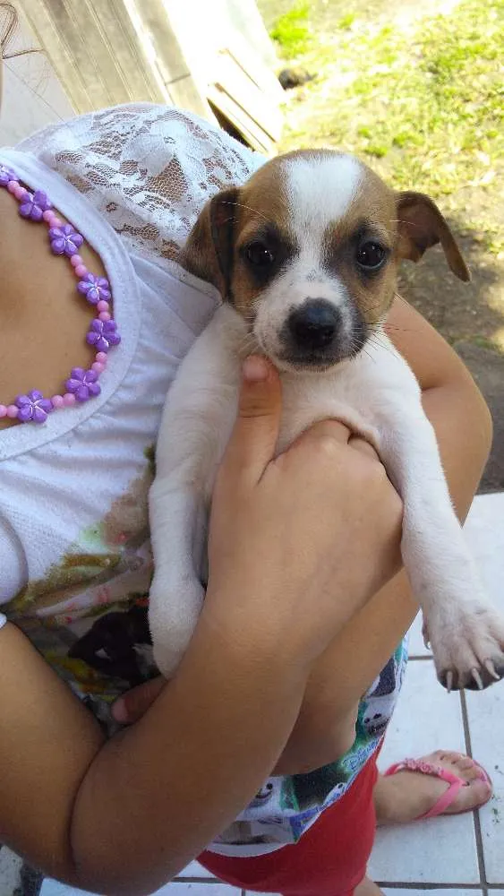 Cachorro ra a Vira lata idade Abaixo de 2 meses nome Sem nome