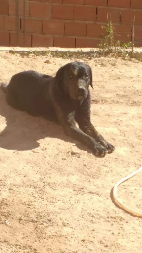 Cachorro ra a Labrador idade 2 anos nome Thor