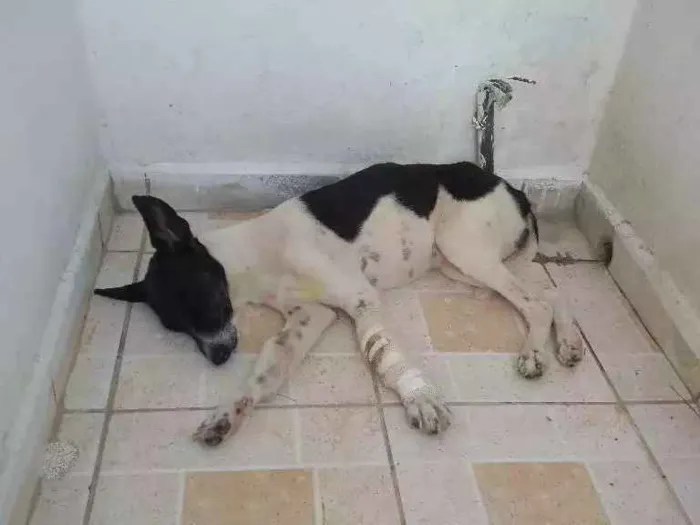 Cachorro raça SDR idade 1 ano nome Princesa