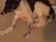 Princesa
