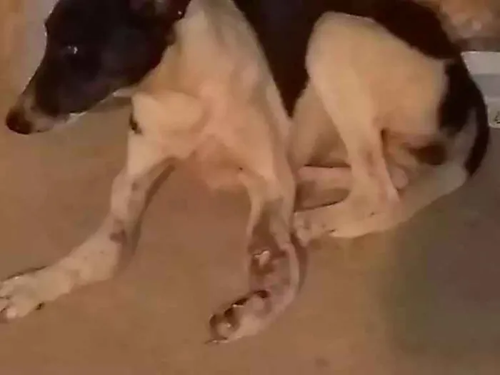 Cachorro raça SDR idade 1 ano nome Princesa
