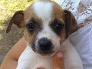 Cachorro raça Vira lata idade Abaixo de 2 meses nome Sem nome