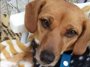 Cachorro raça SRD idade 1 ano nome Morgana