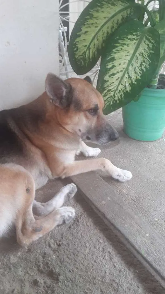 Cachorro ra a Pastor alemao com vira lata idade 5 anos nome Lobão