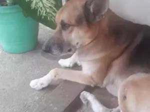 Cachorro raça Pastor alemao com vira lata idade 5 anos nome Lobão