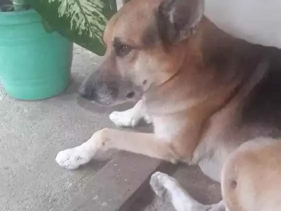 Cachorro ra a Pastor alemao com vira lata idade 5 anos nome Lobão