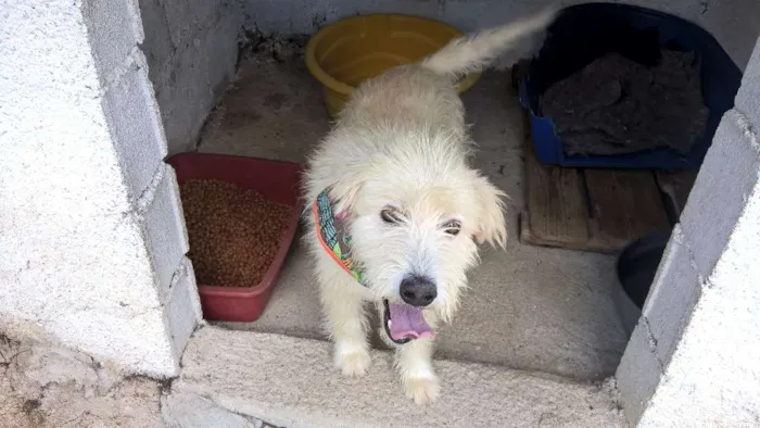 Cachorro raça mix poodle idade 2 anos nome aretha