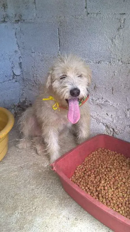 Cachorro raça mix poodle idade 2 anos nome aretha