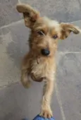 Juno