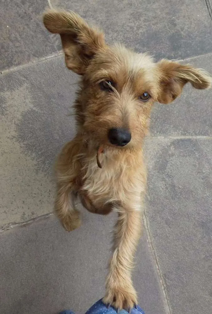Cachorro ra a Vira-lata idade 1 ano nome Juno