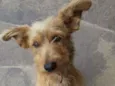 Juno