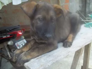 Cachorro raça Pastor Alemão idade 2 a 6 meses nome Não tem nome