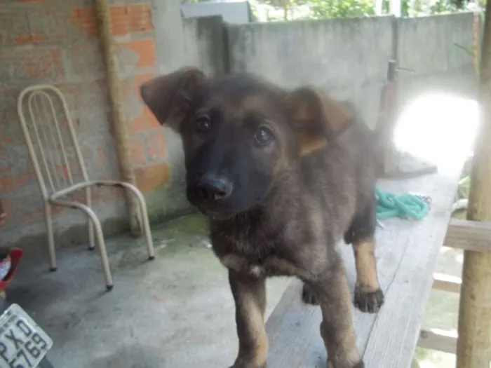Cachorro raça Pastor Alemão idade 2 a 6 meses nome Não tem nome