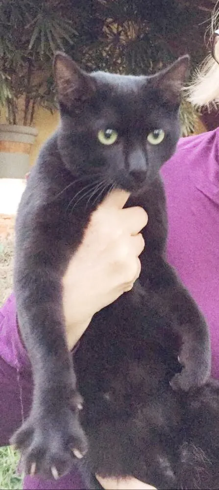 Gato ra a Indefinida idade 2 a 6 meses nome Doug