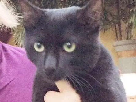 Gato ra a Indefinida idade 2 a 6 meses nome Doug