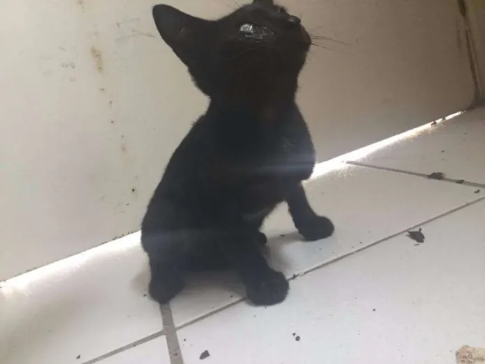 Gato ra a SRD idade 2 a 6 meses nome Nina, Pony, Maçã