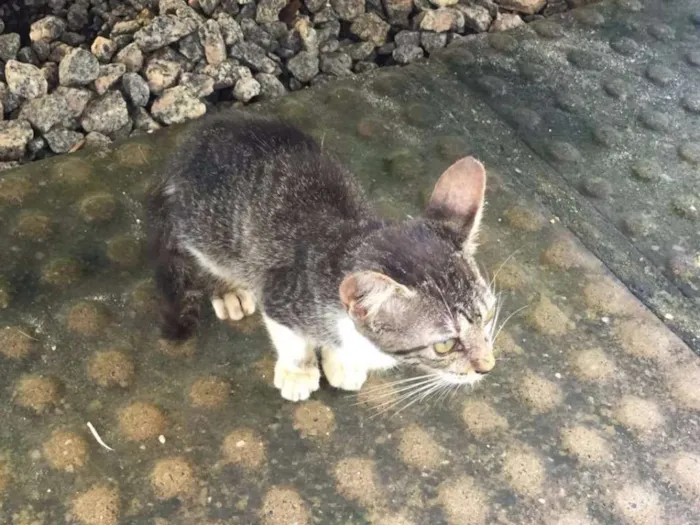 Gato ra a SRD idade 2 a 6 meses nome Nina, Pony, Maçã