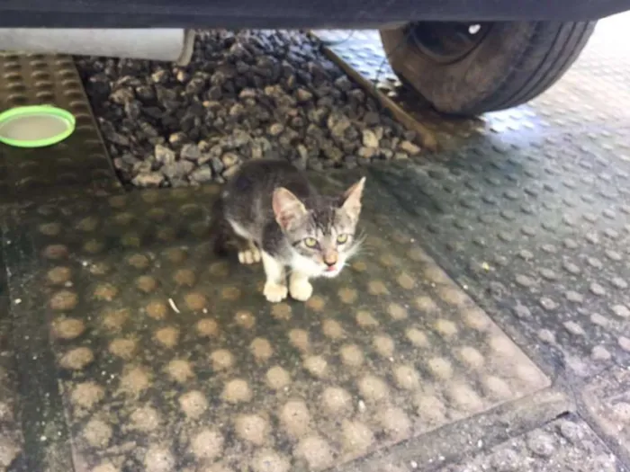 Gato ra a SRD idade 2 a 6 meses nome Nina, Pony, Maçã