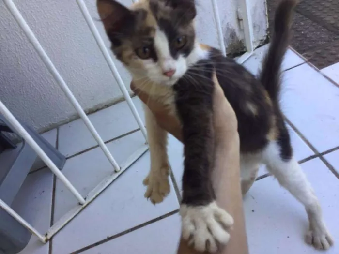 Gato ra a SRD idade 2 a 6 meses nome Nina, Pony, Maçã