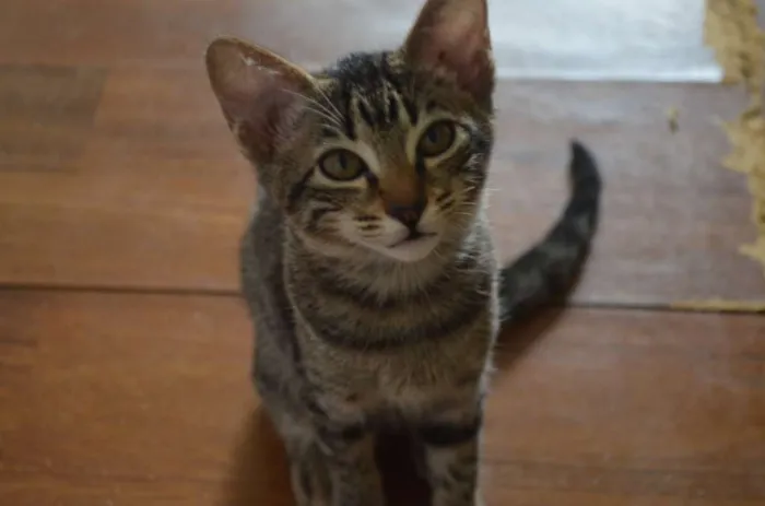 Gato raça SRD idade 2 a 6 meses nome Filhote