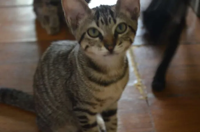 Gato raça SRD idade 2 a 6 meses nome Filhote