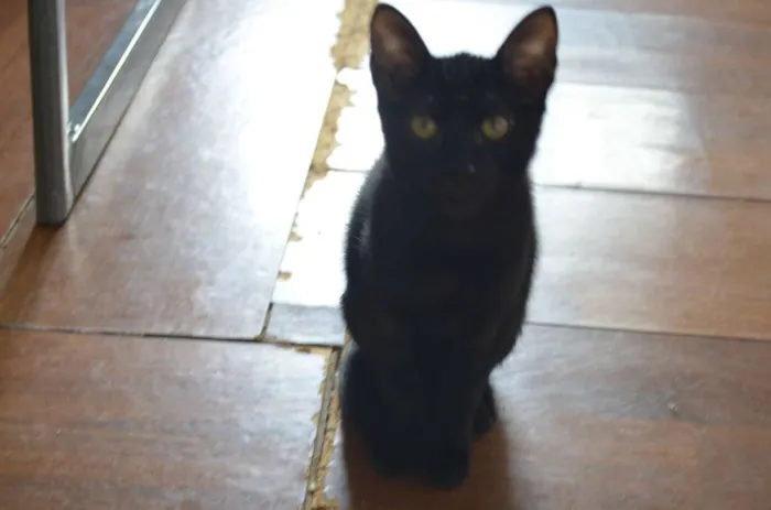Gato raça SRD idade 2 a 6 meses nome Nega