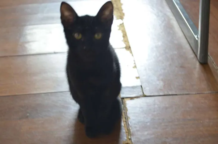 Gato raça SRD idade 2 a 6 meses nome Nega