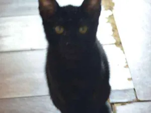Gato raça SRD idade 2 a 6 meses nome Nega