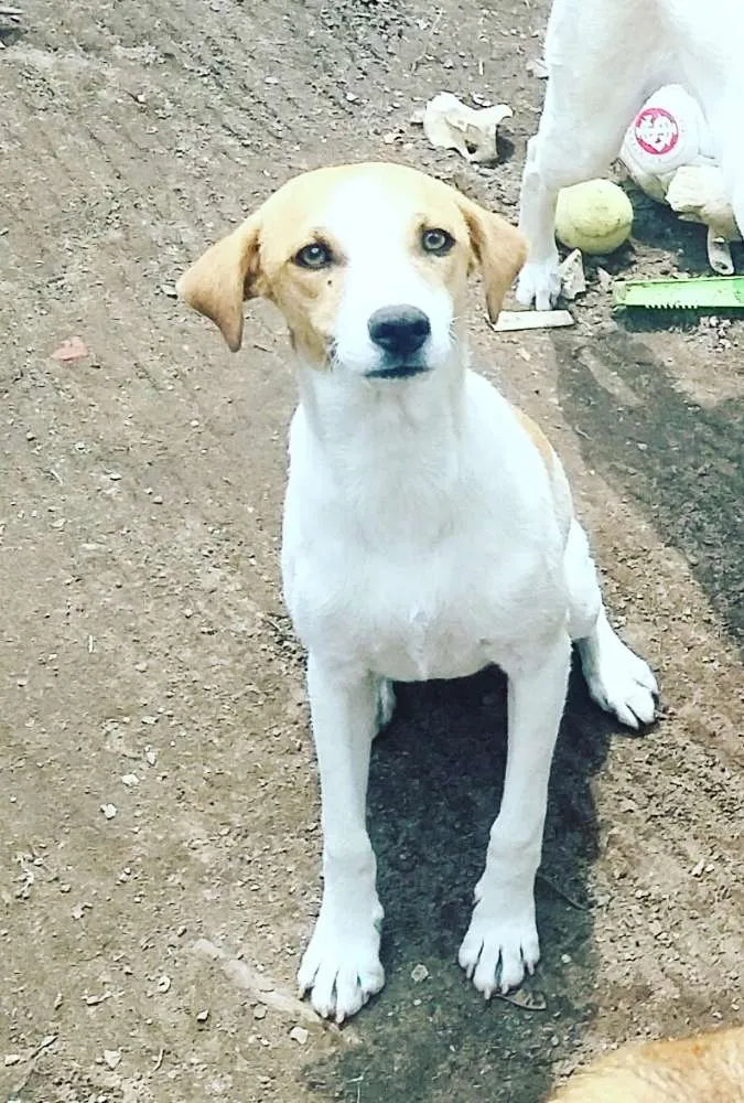 Cachorro ra a Vira lata idade 1 ano nome Bolt