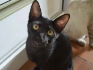 Gato raça SRD idade 2 a 6 meses nome Nego