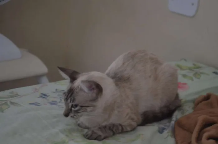 Gato raça SRD idade 2 anos nome Branca