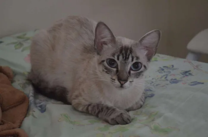 Gato raça SRD idade 2 anos nome Branca