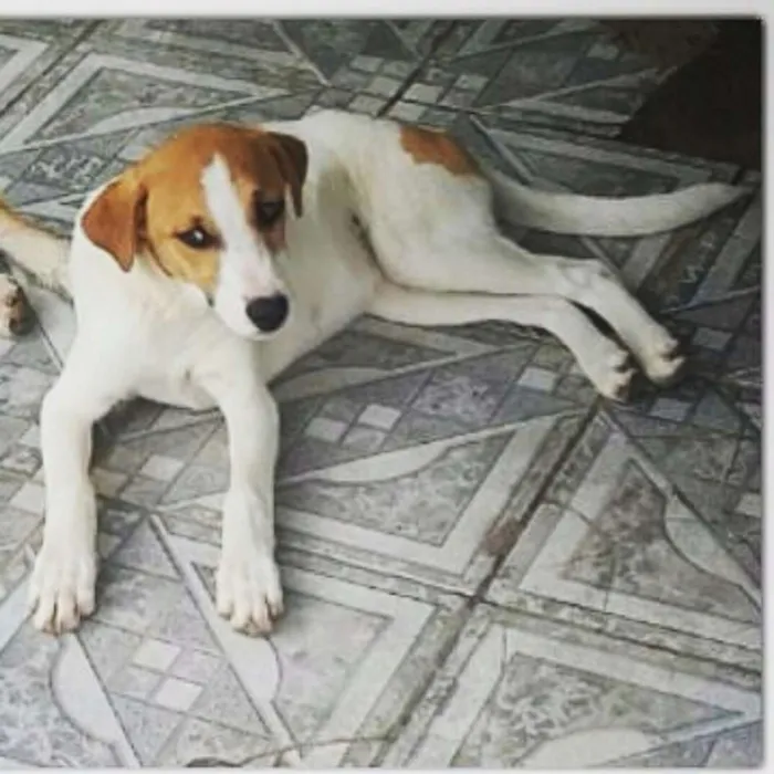 Cachorro ra a Vira lata idade 1 ano nome Bolt