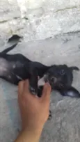 não tem