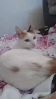 Neko 