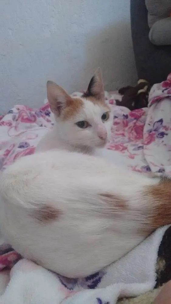 Gato ra a SRD idade 7 a 11 meses nome Neko 