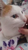Neko 