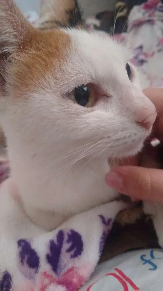 Gato ra a SRD idade 7 a 11 meses nome Neko 