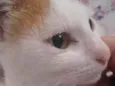 Neko 