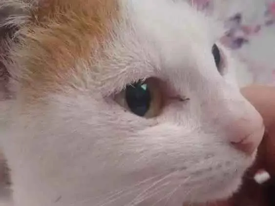 Gato ra a SRD idade 7 a 11 meses nome Neko 