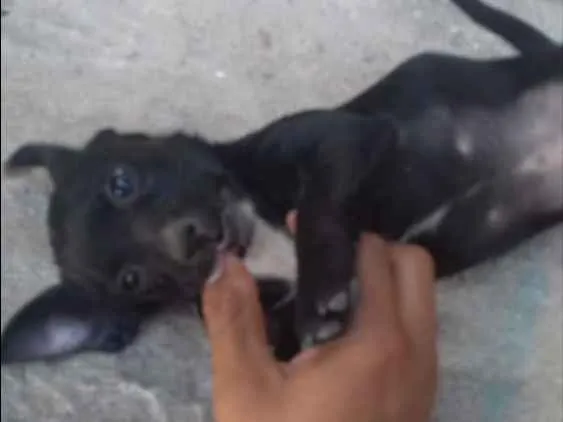 Cachorro ra a não sei  idade Abaixo de 2 meses nome não tem 