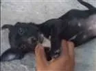 Cachorro raça não sei  idade Abaixo de 2 meses nome não tem 