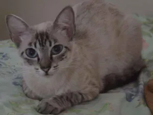 Gato raça SRD idade 2 anos nome Branca