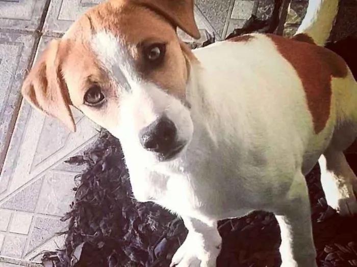 Cachorro ra a Vira lata idade 1 ano nome Bolt