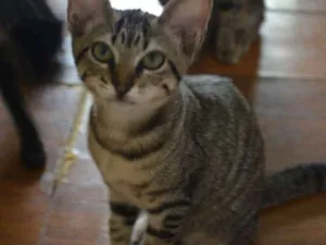Gato raça SRD idade 2 a 6 meses nome Filhote