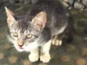 Gato raça SRD idade 2 a 6 meses nome Nina, Pony, Maçã
