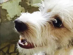 Cachorro raça SRD idade 2 anos nome Guerreiro